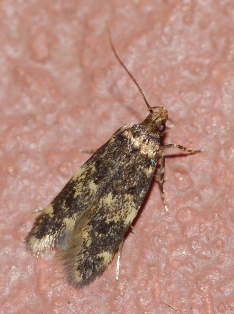 Apatema impunctella
