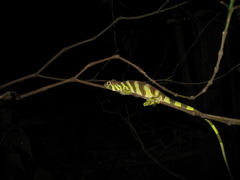 Anolis transversalis