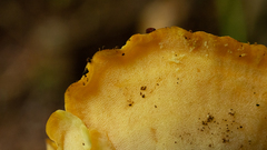 Polyporales