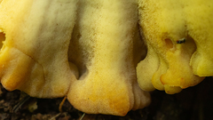 Polyporales