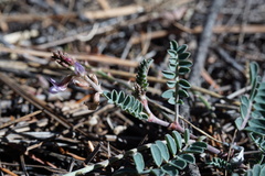 Astragalus cobrensis