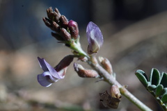 Astragalus cobrensis