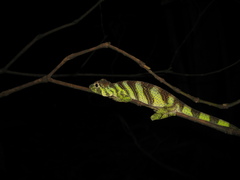Anolis transversalis