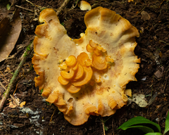 Polyporales