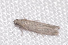 Cadra figulilella