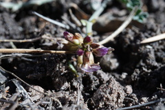 Astragalus cobrensis