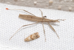 Sastrapada baerensprungi