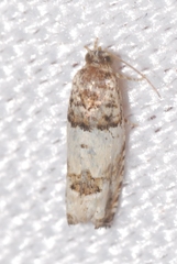 Epinotia thapsiana