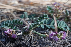 Astragalus cobrensis