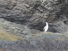 Leucocarbo georgianus