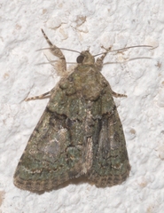 Cryphia pallida
