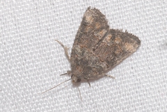 Bryophila vandalusiae