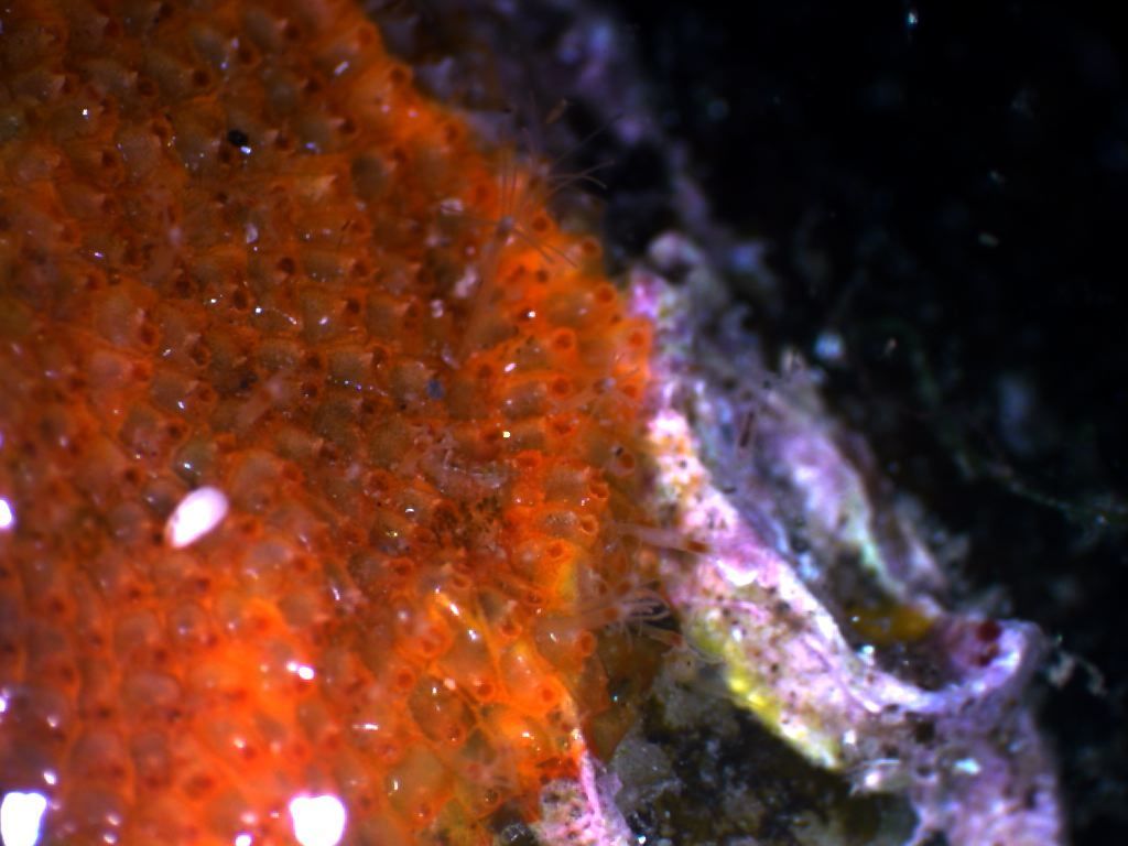 Perarella schneideri