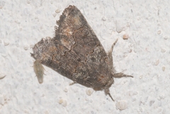 Bryophila vandalusiae