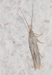 Coleophora texanella