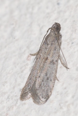 Cadra figulilella