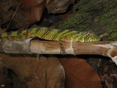 Anolis transversalis