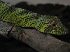 Anolis transversalis