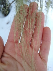 Usnea cavernosa