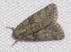 Cryphia pallida