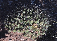 Maihueniopsis molfinoi