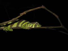 Anolis transversalis