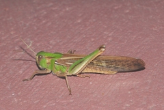 Locusta migratoria cinerascens