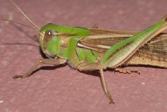 Locusta migratoria cinerascens