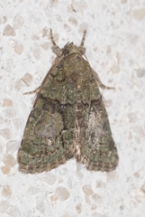 Cryphia pallida