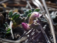 Astragalus cobrensis