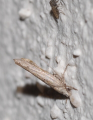 Zelleria oleastrella