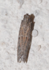 Cadra figulilella