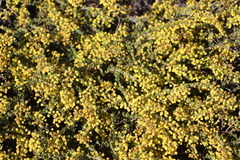 Acacia merrallii