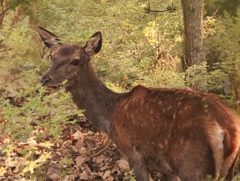 Cervus elaphus corsicanus