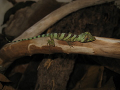 Anolis transversalis