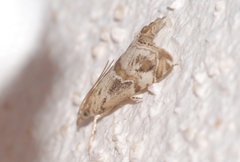 Euchromius cambridgei
