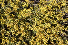Acacia merrallii