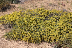 Acacia merrallii