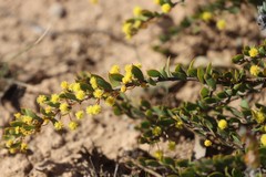 Acacia merrallii