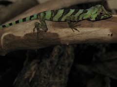 Anolis transversalis