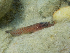 Lepadogaster purpurea