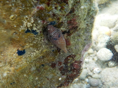 Lepadogaster purpurea