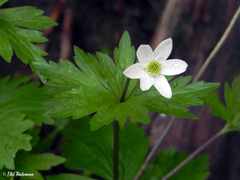 Anemonastrum antucense