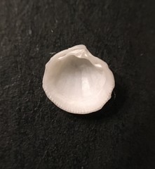 Parvilucina crenella