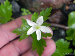 Anemonastrum antucense