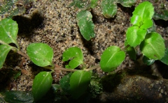 Epilobium pedunculare