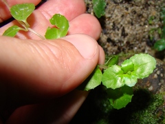 Epilobium pedunculare
