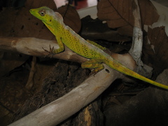 Anolis transversalis