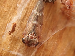 Acericerus vittifrons