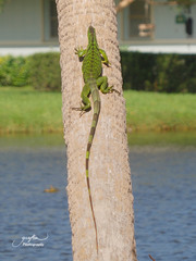 Iguana iguana